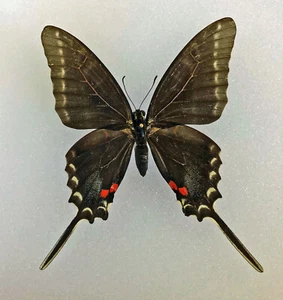 Papilionidae NEOGRAPHIUM PHILOLAUS HUASTECO *** schwarzes Weibchen GROSS! **** Mexiko - Bild 1 von 4