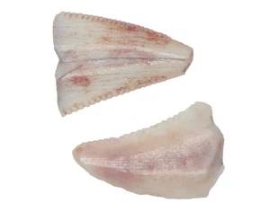 Terópodo triásico dentado diente de dinosaurio fósil Bull Canyon vitrina #5 - Imagen 1 de 3