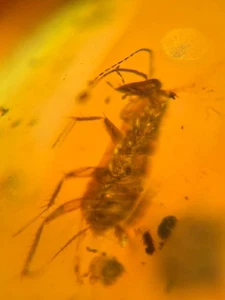 Cretaceous roach larva Burmite Myanmar Burmese Amber insect fossil dinosaur age - Picture 1 of 5