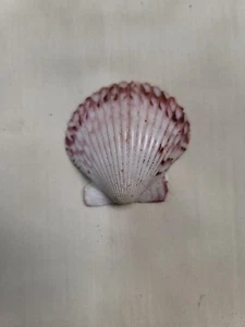 Rare 1955 Disneyland Souvenir Seashell - Picture 1 of 6