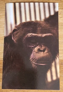 Tarjeta postal del Parque Zoológico Nacional Ham the Chimpanzee Washington DC años 70 - Imagen 1 de 1