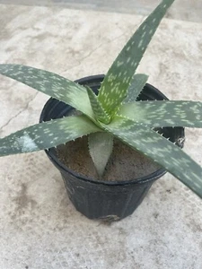 Aloe Vera Succulent “1 Gal Pot” - Picture 1 of 2