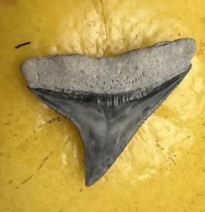 XL blau grau Fossil Bullen Haizahn Bone Valley Florida Megalodon Ära - Bild 1 von 2
