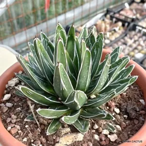 A6097 AGAVE VICTORIAE REGINAE Topf 20 cm H 11 cm B 16 cm MaMa Kaktus - Bild 1 von 4