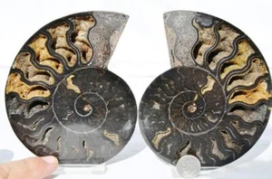 Large Black Ammonite PAIR Deep Crystals 110myo Dino age FOSSIL 120mm 4.8" 9510yy - Picture 1 of 7