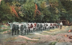 OX TEAM HAULING LOGS BIG TREES ALONG PACIFIC COAST CA OR WA POSTCARD 092225 U - Picture 1 of 2