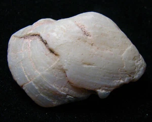 O&co Opale noble coober pedy australie fossile 97.10cts - Imagen 1 de 6