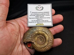 very nice ammonite, Parkinsonia parkinsoni ,from upper bajocian,Oberpalz-Bavaria - Imagen 1 de 24