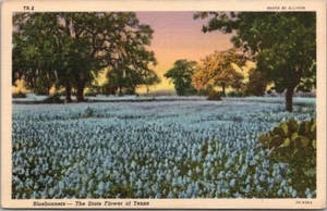 Postal de flores del estado de Texas "BLUEBONNETS - vista de campo - lino Curteich 1945 RPO - Imagen 1 de 2