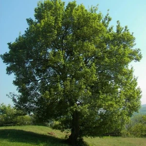 Field Maple Bonsai Acer Campestre 30 Fresh Seeds - Picture 1 of 3