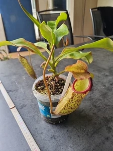 Nepenthes (Campanulata x  Maxima) X (Veitchii X Lowii) - B - Bild 1 von 3