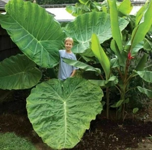 GIANT LARGER BULB LARGER PLANT Colocasia Gigantea Taro Yam Elephants Ear UK EU - Picture 1 of 2
