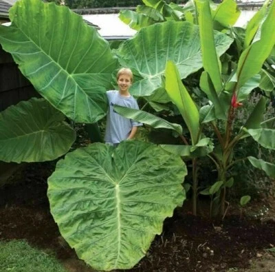 GIANT LARGER BULB LARGER PLANT Colocasia Gigantea Taro Yam Elephants Ear UK EU - Image 1 of 2