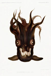 Ilustración especial de calamar negro por Alberto I Príncipe de Mónaco Giclee impresión artística - Imagen 1 de 3