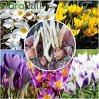 100 CROCUS BULBS Mixed Specie Early Spring Flowering Plants ACTIVELY GROWING