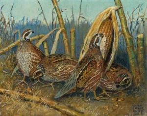 Lynn Bogue Hunt In The Corn Stabble Quail Lienzo Print 16 x 20 - Imagen 1 de 4