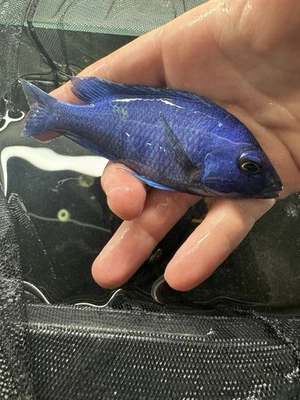 Star Sapphire Male 4.25” – Phenochilus Tanzania – US Bred – Deep Color – Cichlid - Image 1 of 4