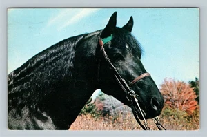Black Morgan Stallion Tamarlei Farm, Brattleboro Vermont, c1968 Vintage Postcard - Picture 1 of 2