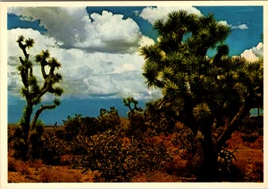Vintage Postcard-Joshua Trees In The Southwestern Deserts Unposted - Picture 1 of 2