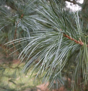 Pinus koraiensis - Pino coreano | Pino blanco chino - Imagen 1 de 3