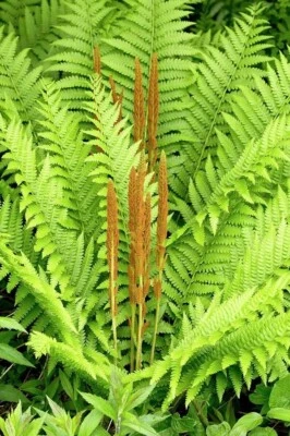 Osmunda cinnamomea (Cinnamon fern) | Bare- root - Image 1 of 3