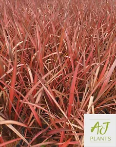 10x Phormium Evening Glow - New Zealand Flax - 3 Litre Pot - Picture 1 of 4