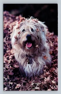 Cute Dog in Leaves Adopt a Shelter Pet North Shore Animal League Postcard - Picture 1 of 2