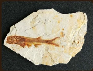 Real Fish Fossil From Western Liaoning China 150 Million Years Ago Lycoptera Fun - Picture 1 of 5