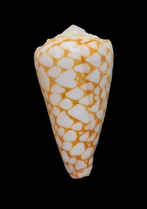 Conchiglia Shell CONUS MARMOREUS Nuova Caledonia 56,5 mm # GREAT ORANGE FORM - Picture 1 of 4