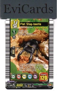 Flat Stag-beetle - D-BT13/EX08EN - EX - Picture 1 of 1