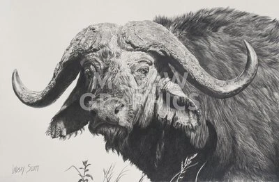 Old Guy Bull, Lindsay Scott, Wall Decor Art Print Poster 11" x 14"  2740 - Image 1 of 2