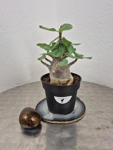 Wüstenrose Adenium arabikum (rosa Blüten) Pflanze 1 - Bild 1 von 1