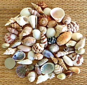 55+ MEZCLA DE HERMOSAS CÁSCARAS DE MAR PEQUEÑAS - Ideal para manualidades - Imagen 1 de 6