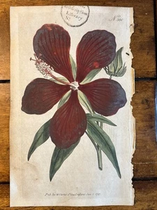 Superb 1797 Antique Print HIBISCUS William Curtis Botanical Magazine 360 Rare - Picture 1 of 19