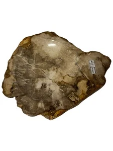 Versteinertes Holz Schale Indonesien Fossil Stein rustikales Dekor ~ 8” breit x 3” hoch - Bild 1 von 13