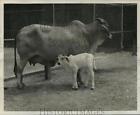 1969 Press Photo New Orleans Audubon Zoo - Baby Braham Cow with Mother
