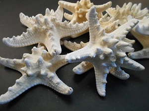 12 Large Knobby White Starfish 4"-5" Beach Cottage Wedding Decor Nautical Crafts - Picture 1 of 5