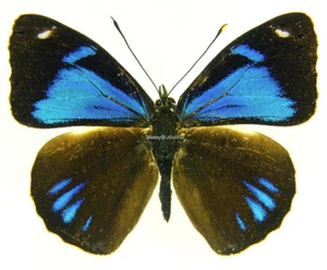 Unmounted Butterfly/Nymphalidae - Perisama philinus descimoni, male, A- - Picture 1 of 2