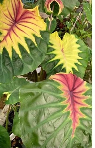 AUTHENTISCHE Colocasia Lichtsäule 1 Glühbirnen - Bild 1 von 5