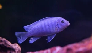 2.5” Cobalt Blue x Blue Dolphin African Cichlid - Picture 1 of 3