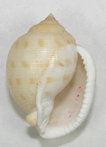 CASSIS BISULCATA PILA 45.28mm SUPER CHOICE SPECIMEN Tosa Bay, Japan - Picture 1 of 2