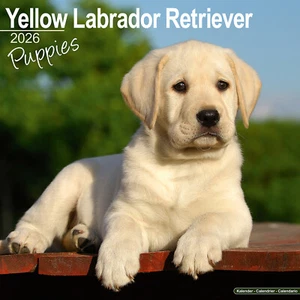 Gelber Labrador Retriever Welpen 2026 Kalender Geschenk Welpe 15% RABATT MEHRFACHBESTELLUNGEN - Bild 1 von 8