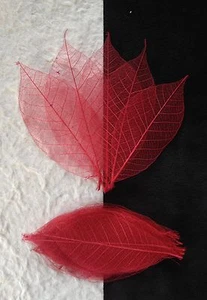 25 Skeleton Leaves Red see through leaf Wedding Christmas Valentine Cards medium - Bild 1 von 1