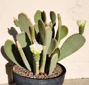 Opuntia Basilaris *White Flower* Prickly Pear Live Cactus Plant Pad Cutting (1) - Picture 1 of 3