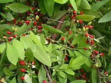 Graines de Erythroxylum C. Bolivie - Plante médicinale d'Amérique Latine