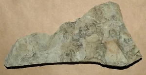 Schöne Platte mit nicht verkalkter silurischer Aglae - Leveillites hartnagelli - Bild 1 von 7