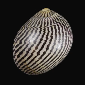 VITTINA COROMANDELIANA (Mindanao, Filippine) 15,9 mm #46987 - Foto 1 di 4