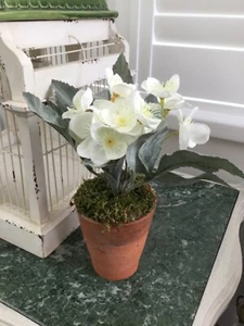 Realistic Potted Faux Artificial Hellebore in old Terracotta Pot - Picture 1 of 9