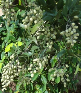 SAMEN vitaminreiche Noni-Baum Frühlings-Dekoration Rabatte Balkon Saatgut tolle - Bild 1 von 1