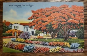 Vintage Postcard - Royal Poinciana Tree And Home, Florida - Picture 1 of 2